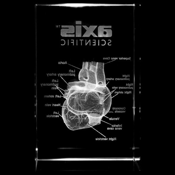 Axis Scientific 3D Etched Glass Human Heart Model - Back View Axis Scientific 3D Etched Glass Human Heart Model - Back View
