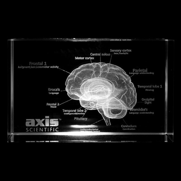 Axis Scientific 3D Etched Glass Human Brain Model - Front View Axis Scientific 3D Etched Glass Human Brain Model - Front View
