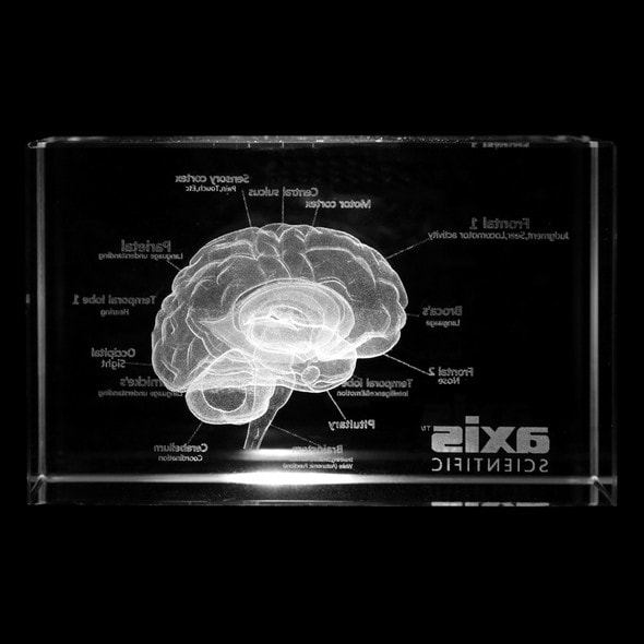 Axis Scientific 3D Etched Glass Human Brain Model - Back View Axis Scientific 3D Etched Glass Human Brain Model - Back View