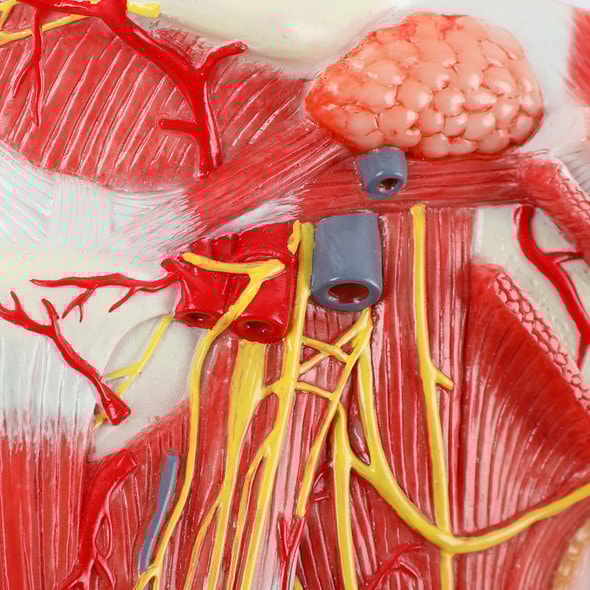 Axis Scientific Lateral Deep Neck and Shoulder Model with Muscular, Vascular, and Nervous Anatomy - Detail Shot with Nerves, Veins and Arteries Axis Scientific Lateral Deep Neck and Shoulder Model with Muscular, Vascular, and Nervous Anatomy - Detail Shot with Nerves, Veins and Arteries