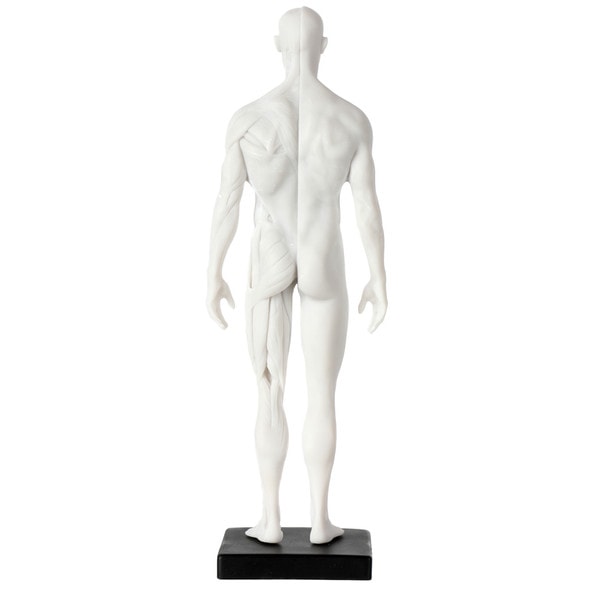Axis Scientific Male Anatomical Sculpting Model with Muscles - Posterior View Axis Scientific Male Anatomical Sculpting Model with Muscles - Posterior View