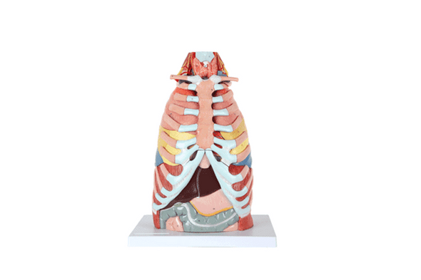 Axis Scientific 15-Part Laryngeal Cardiopulmonary Anatomy Model - Animation Featuring all 15 Parts of the Model Being Assembled and Disassembled. Axis Scientific 15-Part Laryngeal Cardiopulmonary Anatomy Model - Animation Featuring all 15 Parts of the Model Being Assembled and Disassembled.