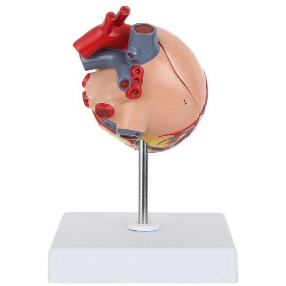 Axis Scientific Two-Part Canine Heart Model - Back View Axis Scientific Two-Part Canine Heart Model - Back View