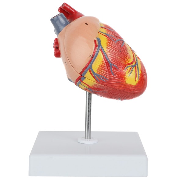 Axis Scientific Two-Part Canine Heart Model - Right Side View Axis Scientific Two-Part Canine Heart Model - Right Side View