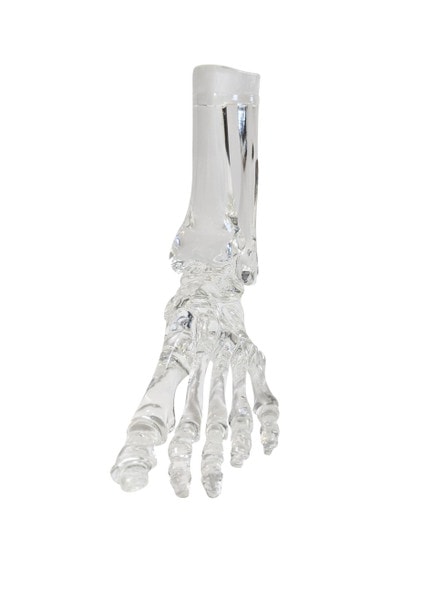 FlexBone Training Model - Full Foot with Distal, Tibia, and Fibula