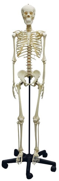 Adolescent Skeleton Adolescent Skeleton