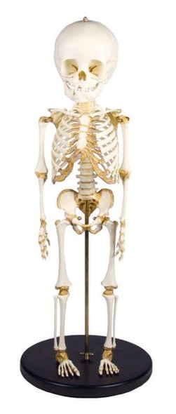 14 to 16-Month Old Child Skeleton