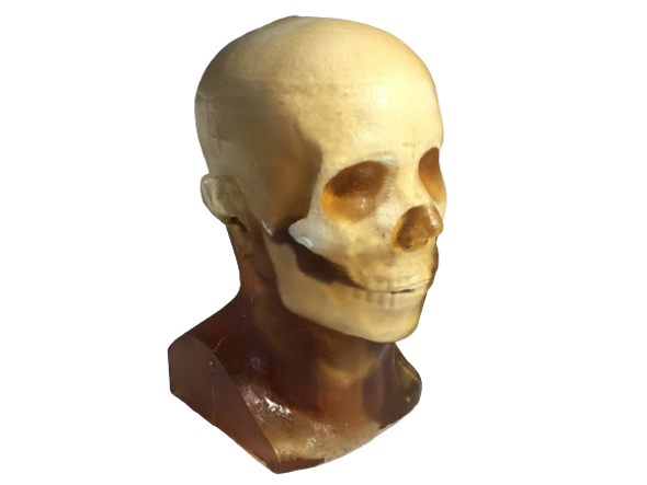 Static Adult Male Head Phantom Model Static Adult Male Head Phantom Model