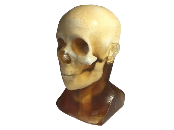 Static Adult Male Head Phantom Model Static Adult Male Head Phantom Model