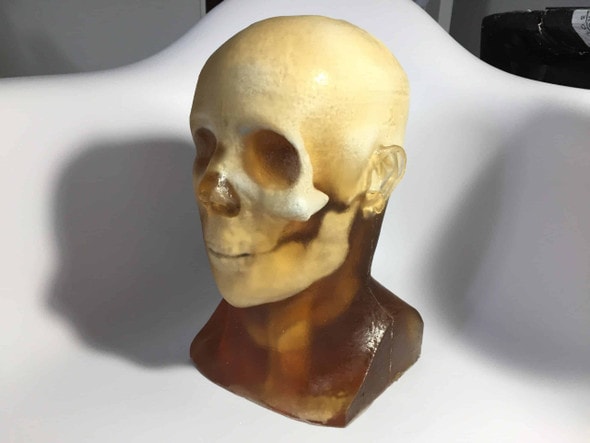 Static Adult Male Head Phantom Model