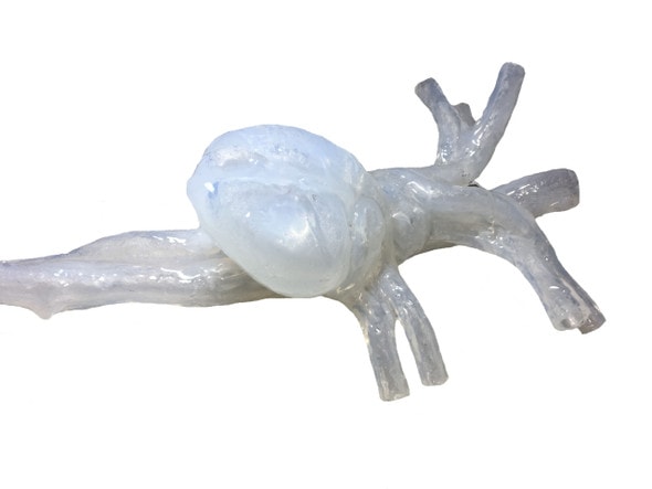 Adult Female Heart for X-Ray CT, US, MRI