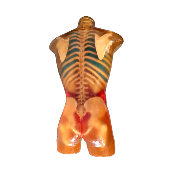 Adult Male Human Torso Phantom Model