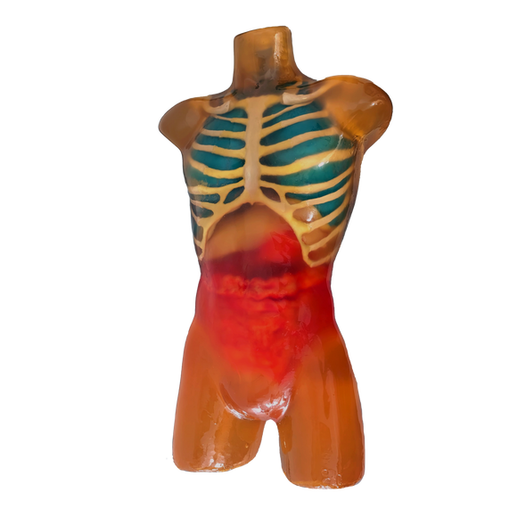Adult Male Human Torso Phantom Model