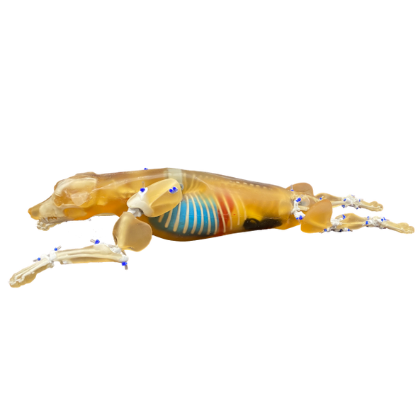 Canine Phantom for X-Ray CT, US, MRI