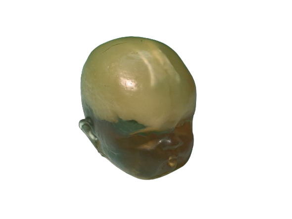 Newborn Baby Simple Head Phantom Model Newborn Baby Simple Head Phantom Model
