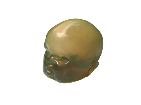 Newborn Baby Simple Head Phantom Model Newborn Baby Simple Head Phantom Model