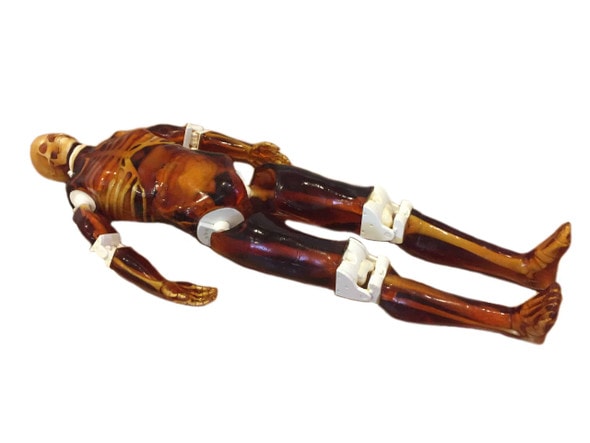 Adult Male Full Body X-Ray/CT and MRI Phantom Model