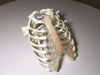 Adult Female Torso for X-Ray CT, MRI