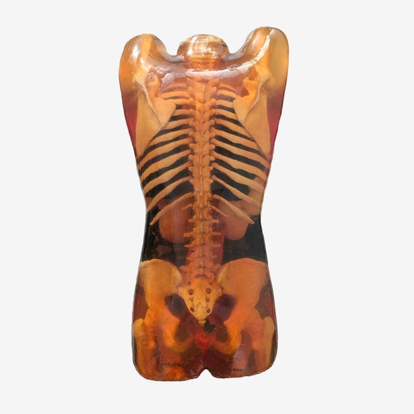 Adult Female Torso for X-Ray CT, MRI