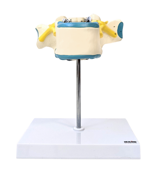 Axis Scientific Enlarged Thoracic Vertebrae with Spinal Cord and Nerves Axis Scientific Enlarged Thoracic Vertebrae with Spinal Cord and Nerves