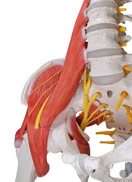 Axis Scientific Life-Size Human Spine with Vertebrae, Nerves, Pelvis, Muscle, and Femur Heads Anatomy Model Axis Scientific Life-Size Human Spine with Vertebrae, Nerves, Pelvis, Muscle, and Femur Heads Anatomy Model