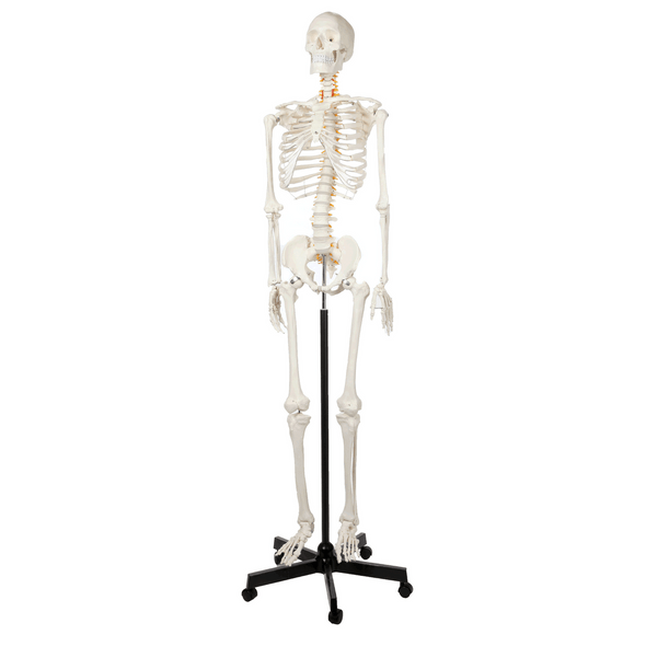 Axis Scientific Classic Human Skeleton with Study and Numbering Guide GIF 360 Degree Rotation