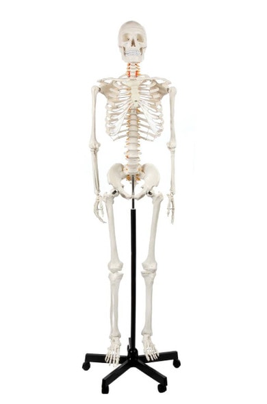 Axis Scientific Classic Human Skeleton with Study and Numbering Guide Model