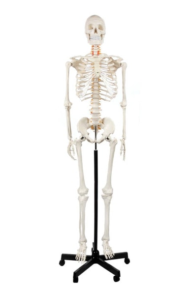 Axis Scientific Classic Human Skeleton with Study and Numbering Guide Model Axis Scientific Classic Human Skeleton with Study and Numbering Guide Model