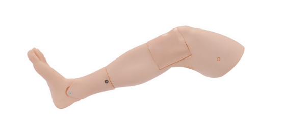 Anatomy Lab Adult Bone Marrow Aspiration Leg - Overview
