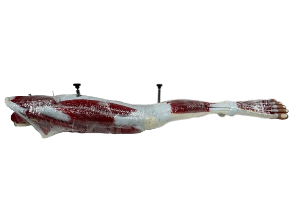 Full view of muscled leg
