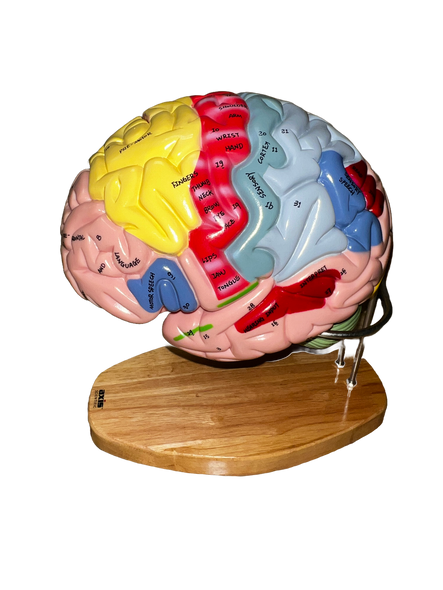 Outer view of brain Outer view of brain