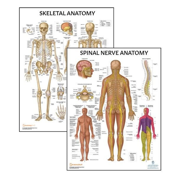 Anatomy Lab Nervous System and Spinal Nerves Laminated Poster Set