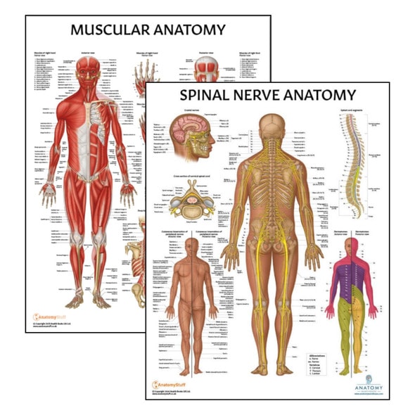 Anatomy Lab Nervous System and Spinal Nerves Laminated Poster Set