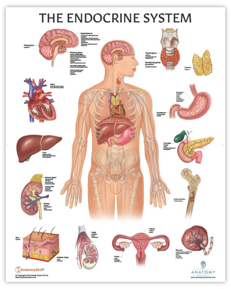 The Anatomy Lab Human Endocrine System Laminated Poster The Anatomy Lab Human Endocrine System Laminated Poster