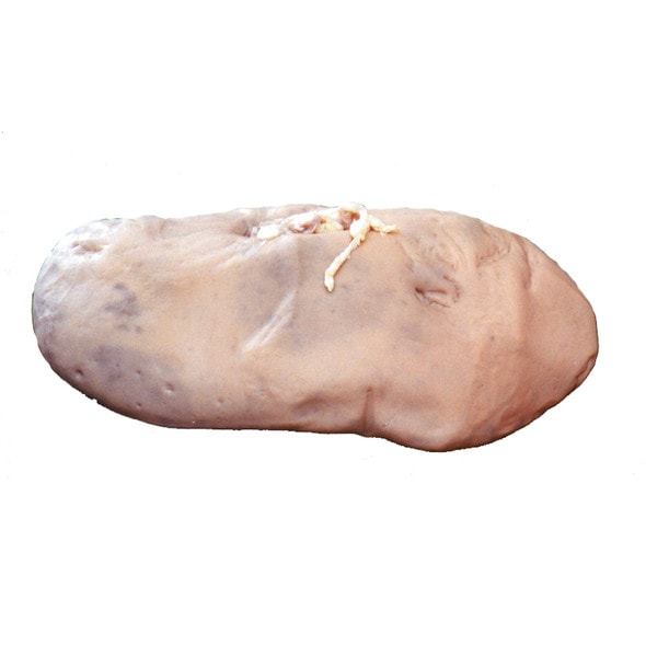 Anatomy Lab Preserved Pig Kidney Specimen, Vacuum Packed