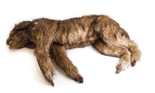 "Rocky" Canine Positioning Manikin "Rocky" Canine Positioning Manikin