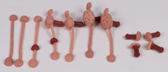 A close-up view of the internal modular components showing interchangeable, red-tipped prostate and urethra units within the trainer housing.