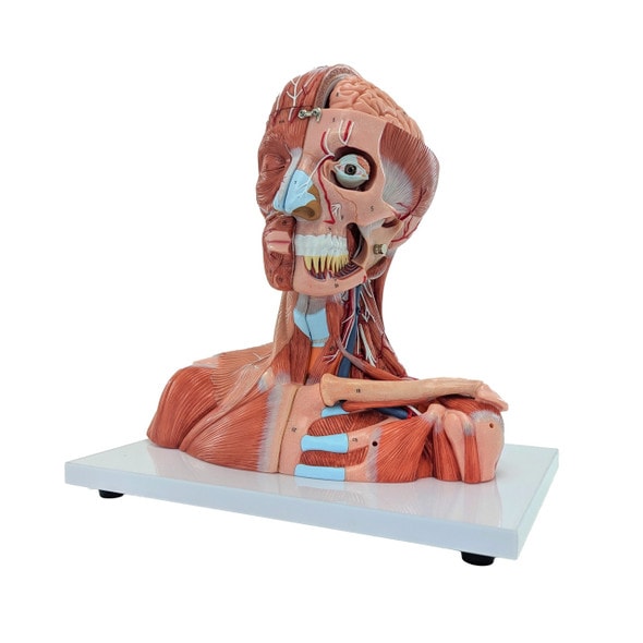 SOMSO 19-Part Life-Size Head and Neck Anatomy Model | Anatomy