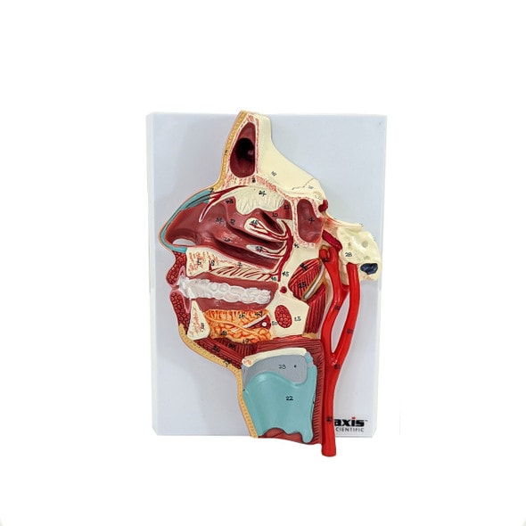 Axis Scientific Sinus and Nasal Cavity Anatomy Model, Median Section, Numbered-
