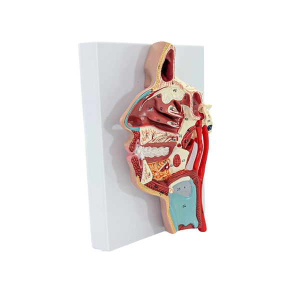 Axis Scientific Sinus and Nasal Cavity Anatomy Model, Median Section, Numbered-