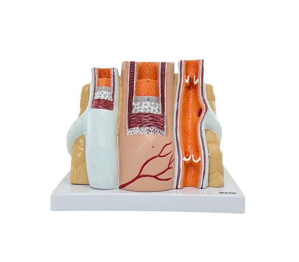Axis Scientific Enlarged Artery and Vein Anatomy Model Axis Scientific Enlarged Artery and Vein Anatomy Model