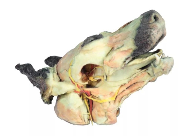3D Printed Deep Dissection and Superficial - Dog Head right side angled up 3D Printed Deep Dissection and Superficial - Dog Head right side angled up
