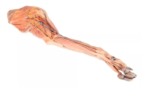 Muscle, Tendons, Ligaments, Vessels and Nerves Distal to the Elbow - Dog Forelimb under view