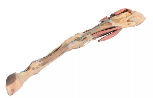 Muscles, Tendons, Ligaments, Vessels, and Nerves Distal to the Stifle - Horse Hindlimb 3D Printed 1/3 Size Model - side view 2 Muscles, Tendons, Ligaments, Vessels, and Nerves Distal to the Stifle - Horse Hindlimb 3D Printed 1/3 Size Model - side view 2