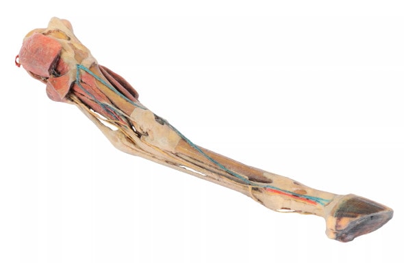 Muscles, Tendons, Ligaments, Vessels, and Nerves Distal to the Stifle - Horse Hindlimb 3D Printed 1/3 Size Model - side view 1 Muscles, Tendons, Ligaments, Vessels, and Nerves Distal to the Stifle - Horse Hindlimb 3D Printed 1/3 Size Model - side view 1