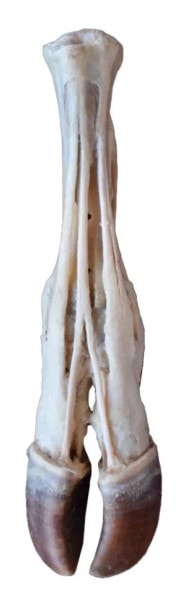 Ox foot - tendons and ligaments 3D Printed Model - front view