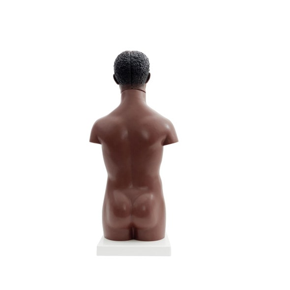 Mini Human Torso Model full back view