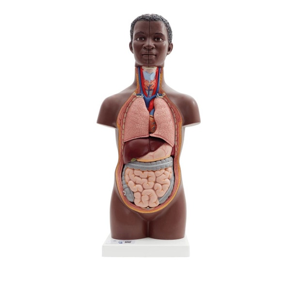 Mini Human Torso Model Full front view