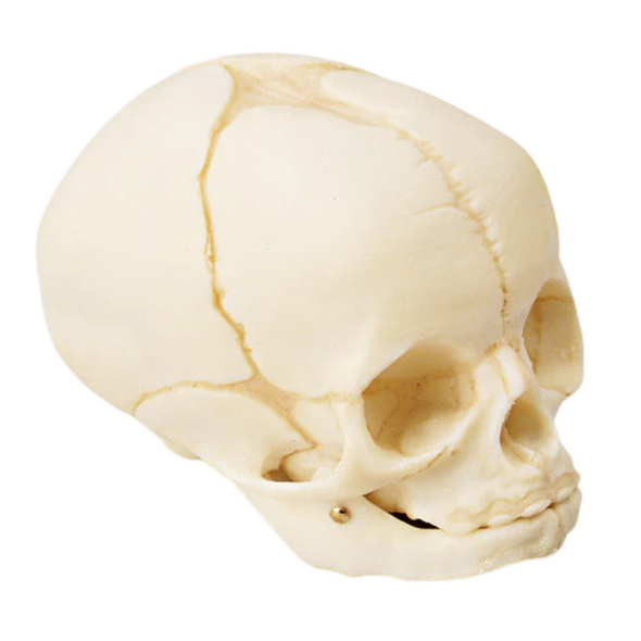 Human Fetal Skull, Natural Tone Human Fetal Skull, Natural Tone