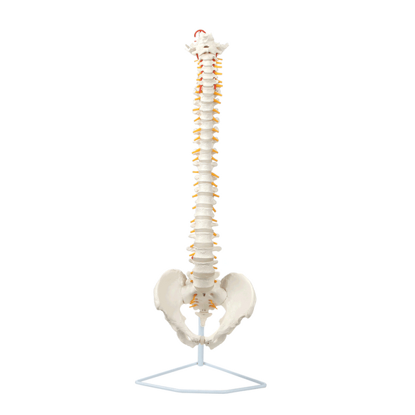 Axis Scientific Life-Size Vertebral Column animated 360 degree rotation Axis Scientific Life-Size Vertebral Column animated 360 degree rotation